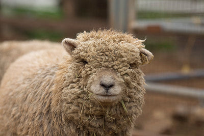 Kentucky 4-H Sheep Project