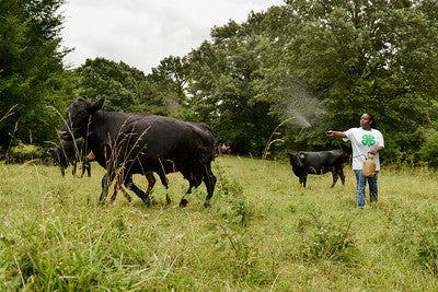 Kentucky 4-H Livestock Project