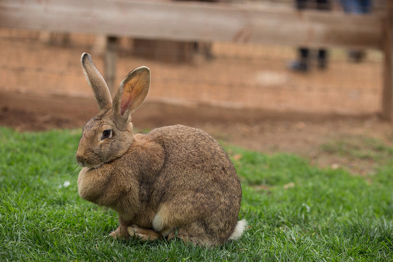 Indiana 4-H Rabbit Project – Shop 4-H